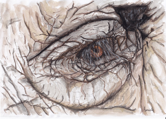 Elephant Eye
