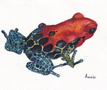 Red Poison Dart Frog