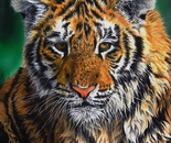 Tiger cub