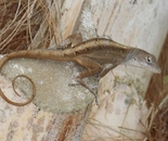 Anole curly