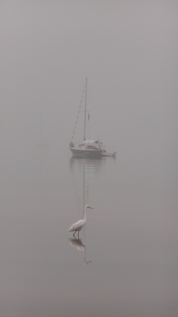 Foggy morning