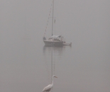 Foggy morning