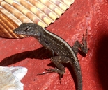 Anole red