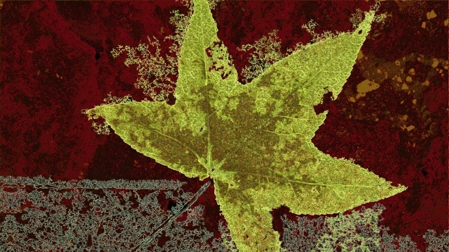 Frosted leaf