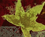 Frosted leaf