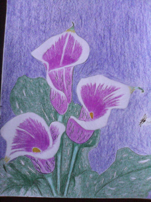 purple white calalilles