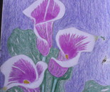 purple white calalilles