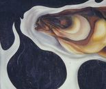 Portrait of bloater fish in profile