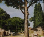 El Arbol: Umbrella Pine