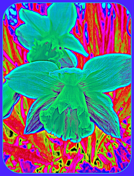 First daffodils in my garden; Digital art March 14, 2016