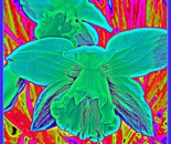 First daffodils in my garden; Digital art March 14, 2016