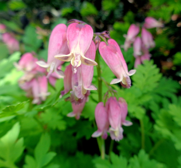 In Natalya B. Parris's garden on May 8, 2016