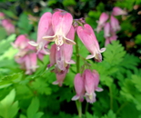 In Natalya B. Parris's garden on May 8, 2016
