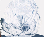 Cabbage