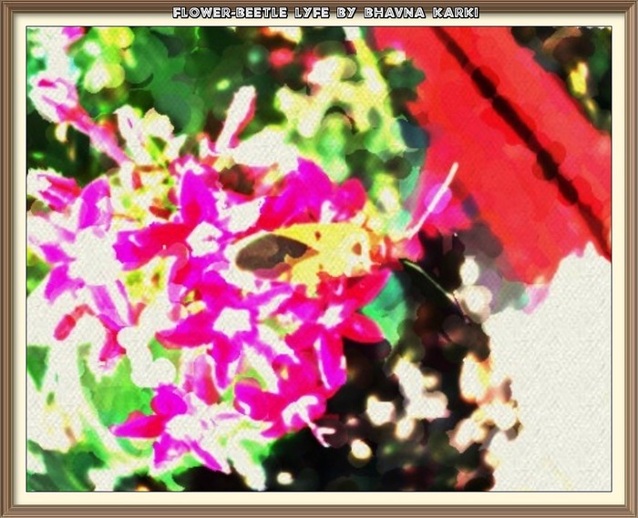 Flower-Beetle Lyfe