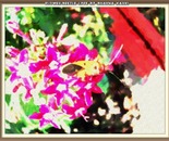 Flower-Beetle Lyfe