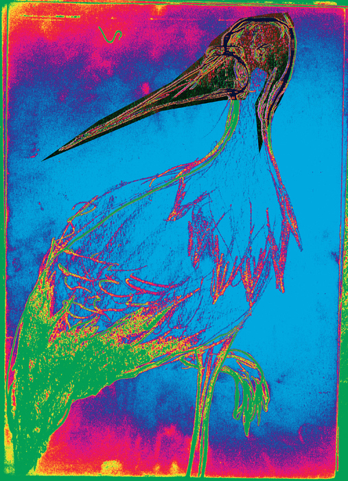 The Stork