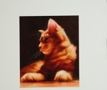 "Red Cat"
