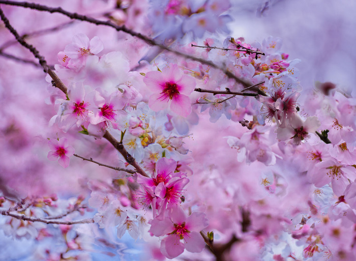 Dreams Blossoming 