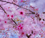 Dreams Blossoming 