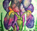 In memory Iris 18x24-500 SOLD