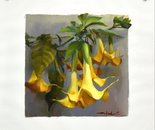 Yellow Trumpets