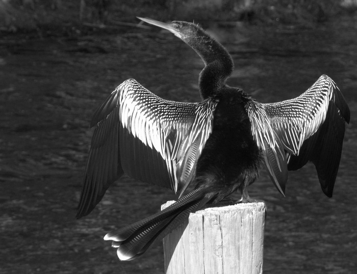 Sunning Anhinga 