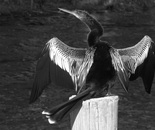 Sunning Anhinga 