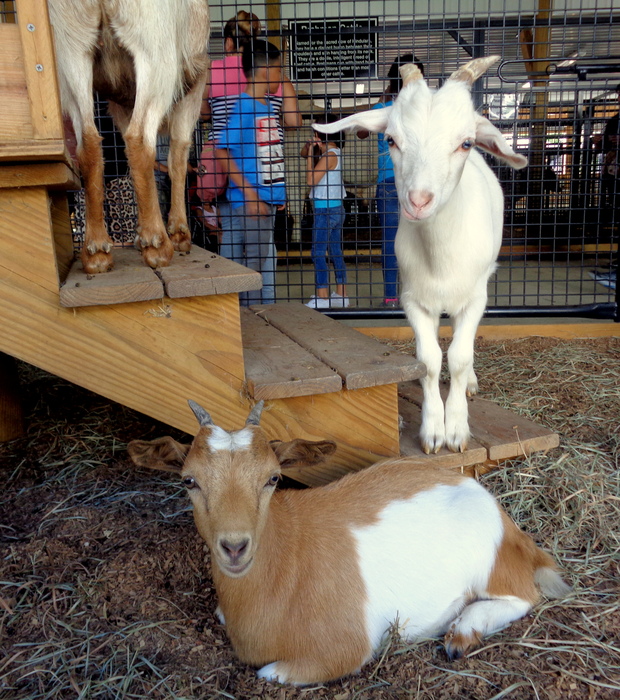 At the Montgomery County Agricultural Fair 2016; August 14, Gaithersburg, MD 