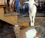 At the Montgomery County Agricultural Fair 2016; August 14, Gaithersburg, MD 