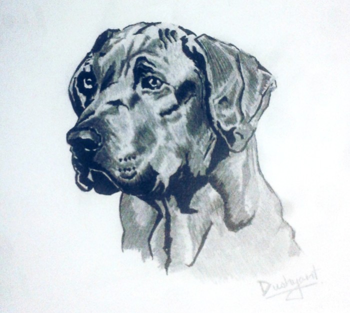 dog