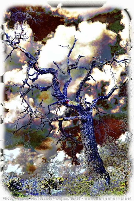Gnarled Violet Blue