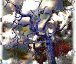 Gnarled Violet Blue