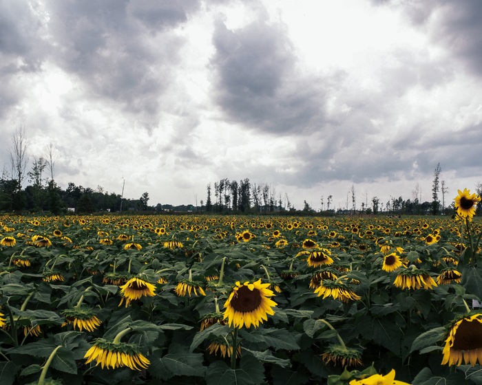 field of hope