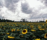 field of hope
