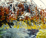 Falling Into Winter