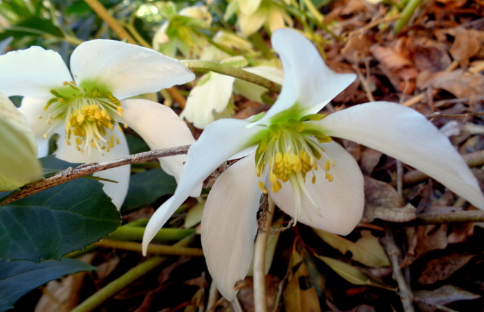 Brookside Gardens, 1800 Glenallan Ave, Wheaton, MD 20902 on March 23, 2017