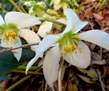 Brookside Gardens, 1800 Glenallan Ave, Wheaton, MD 20902 on March 23, 2017