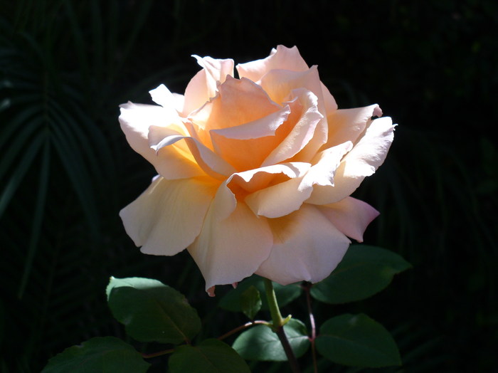 Magic Rose