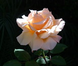 Magic Rose