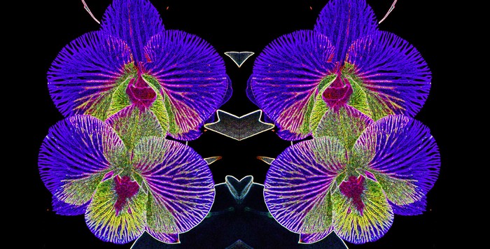 Orchidee