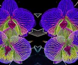 Orchidee
