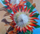 Red Proteas