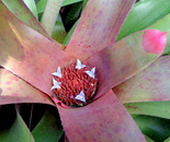 At Brookside Gardens Conservatory on March 23, 2017, 1800 Glenallan Ave, Wheaton, MD 20902; (301) 962-1400.