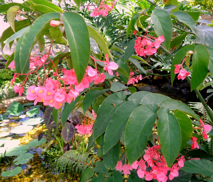 At Brookside Gardens Conservatory on March 23, 2017, 1800 Glenallan Ave, Wheaton, MD 20902; (301) 962-1400.
