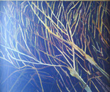 Branches at night