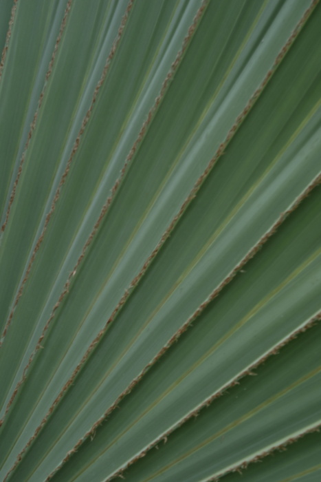 hoja palmera