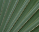 hoja palmera