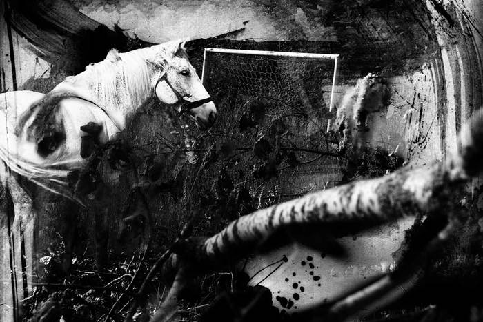 horse III