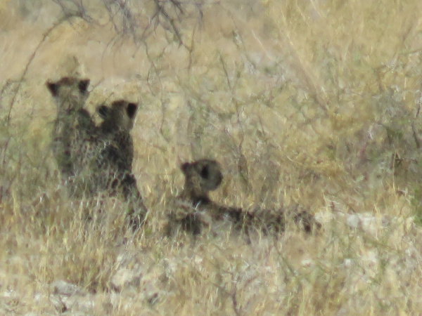 Orly Aviv - African Desert Wildlife 8